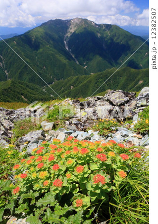 南アルプス 北岳のイワベンケイの花と仙丈ヶ岳の写真素材