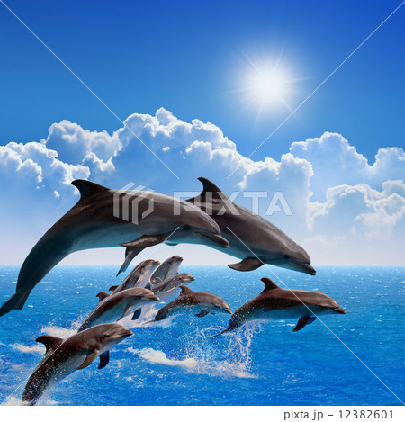 Jumping dolphins Jumping dolphins 12382601