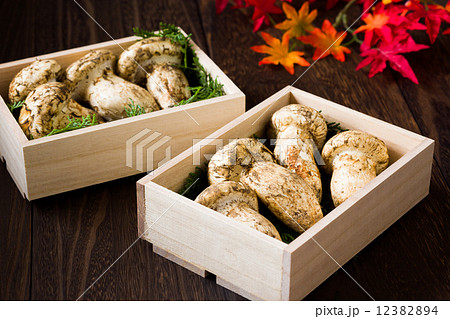 松茸 海外産 松茸 海外産 12382894