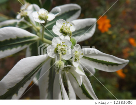 ハツユキソウ ハツユキソウ 12383000