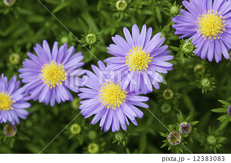 野紺菊 野紺菊 12383083