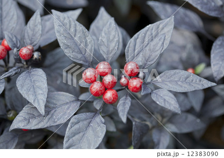 ゴシキトウガラシ　ブラックパール 12383090