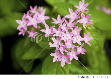 ペンタス ペンタス 12383091