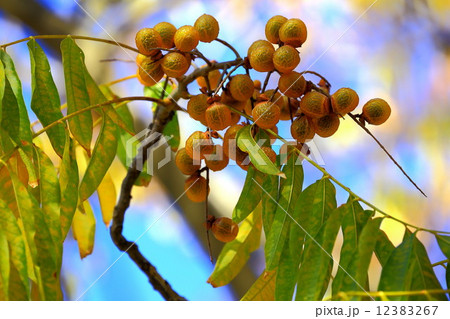 ムクロジの実と青空 12383267