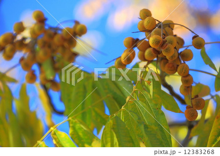 ムクロジの実と青空 ムクロジの実と青空 12383268