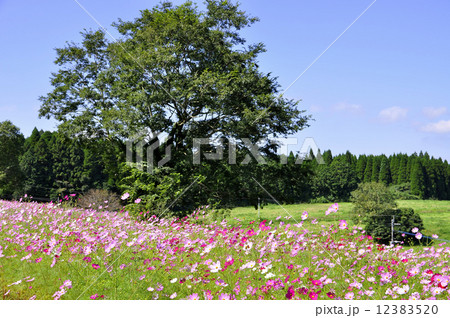 上場高原コスモス園 12383520