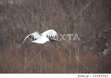 丹頂鶴 12383592