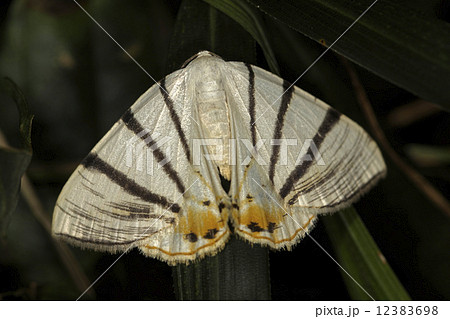 エダシャク 12383698