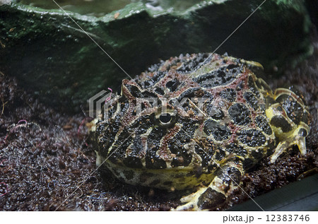 ベンツノガエル ベンツノガエル 12383746