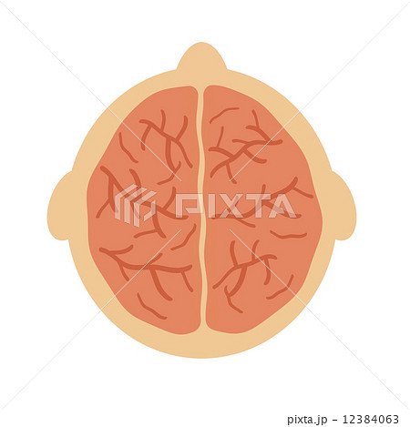 上から見た脳のイラスト素材