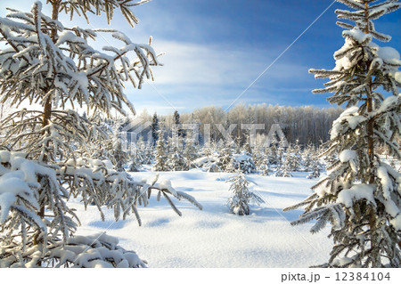 winter landscape with the forest and blue sky winter landscape with the forest and blue sky 12384104