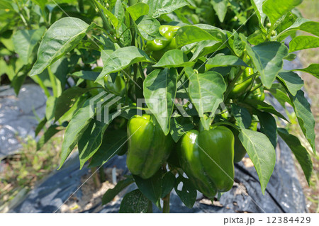 有機栽培の夏野菜 12384429