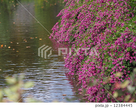 萩の花 萩の花 12384445