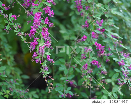 萩の花 萩の花 12384447