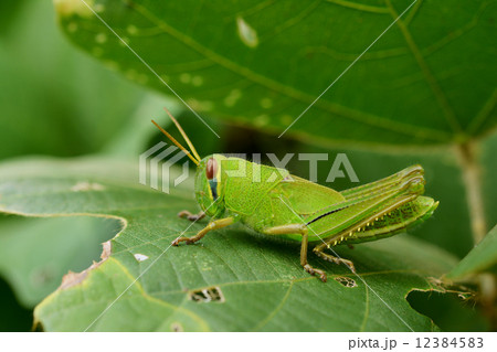 ツチイナゴの幼虫 12384583