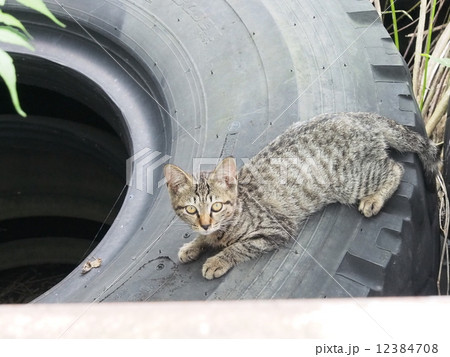 野良猫キジ子猫 野良猫キジ子猫 12384708