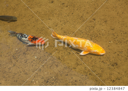 萩の街並 萩の街並 12384847