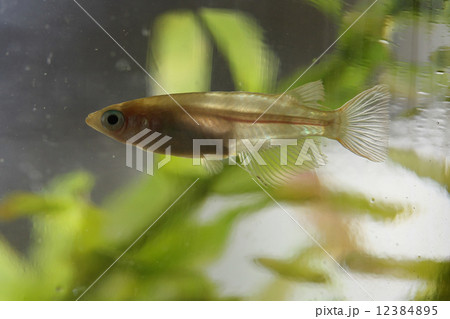 めだか 12384895