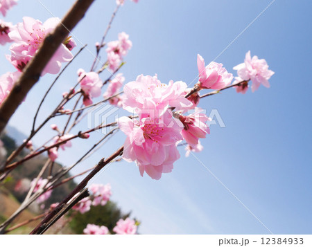 花々 花々 12384933