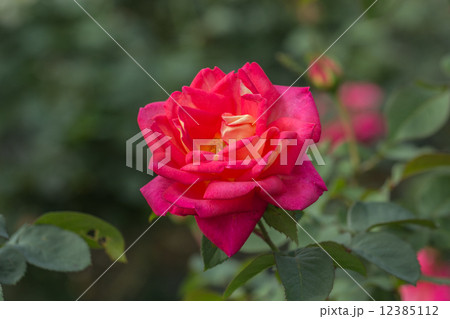 四季咲きのバラ（レベッカ／レニカ） 12385112