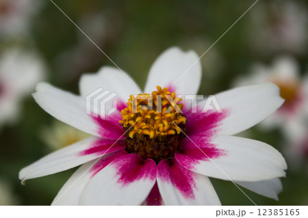 花　 12385165