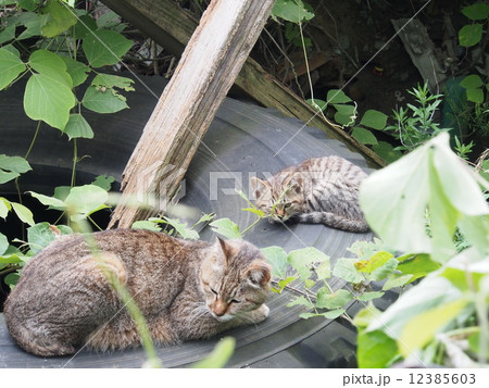 野良猫親子のお昼寝 12385603