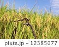 アカトンボと稲穂 12385677
