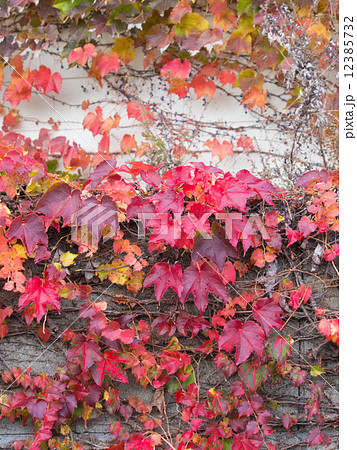 蔦モミジ 蔦モミジ 12385732