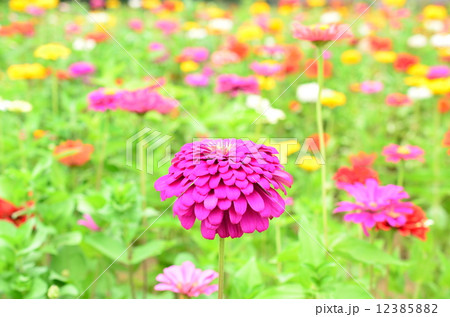 色とりどりのジニア♪ 12385882