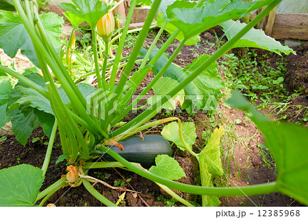 The vegetable marrow fruit lies on a bed among leaves 12385968