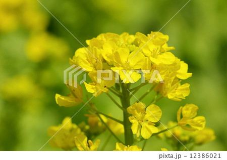 菜の花 12386021