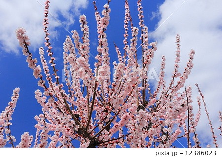 あんずの花と青空 12386023