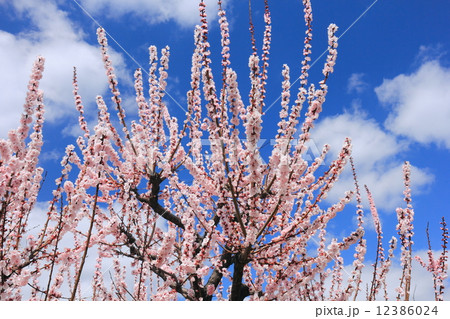 あんずの花と青空 12386024