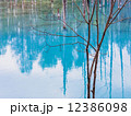 青い池 12386098