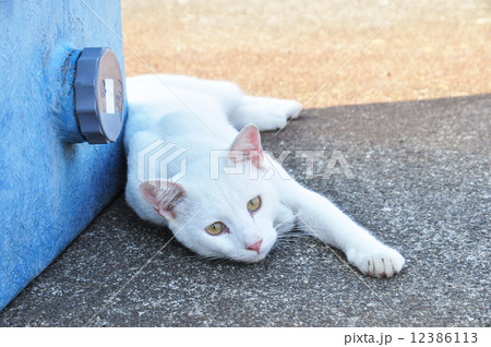 白猫１ 12386113