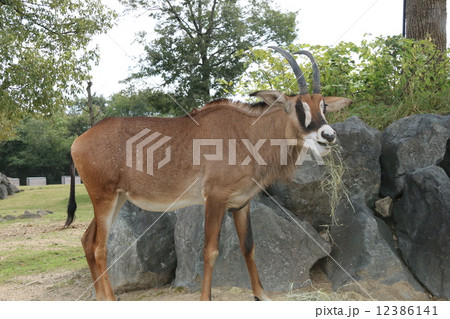 ローンアンテロープ 12386141