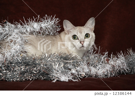 Nice Christmas Burmilla in front of gifts Nice Christmas Burmilla in front of gifts 12386144