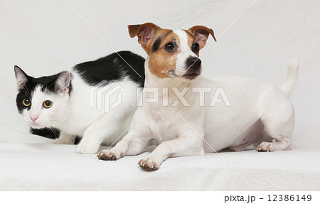 Nice dog with cat together on blanket Nice dog with cat together on blanket 12386149