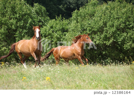 Two chestnut horses running together 12386164