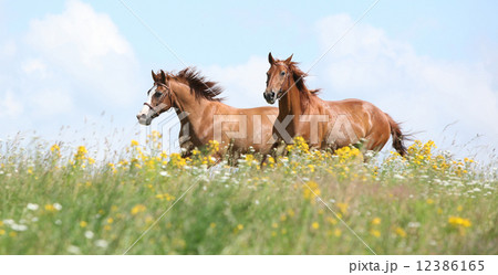 Two chestnut horses running together 12386165