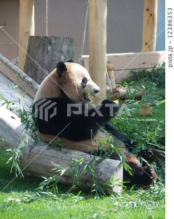 パンダ　アドベンチャーワールド 12386353