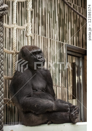 Western lowland gorilla in captivity - sad expression 12386374