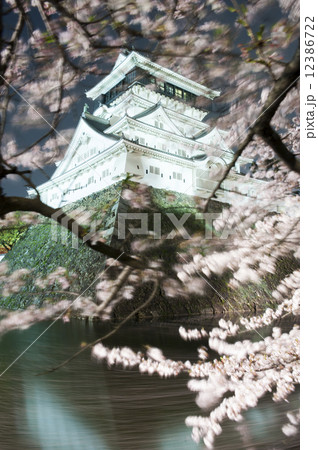 夜桜 夜桜 12386722
