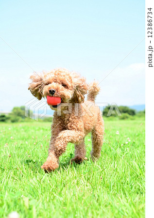 とったよ~♪ とったよ~♪ 12386734