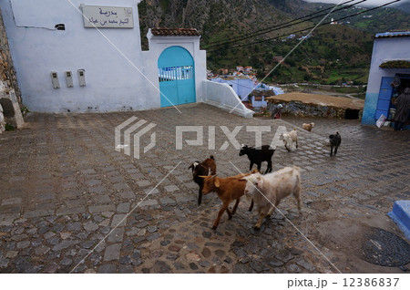 モロッコ　シャウエン 12386837