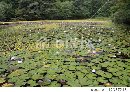 神戸市立森林植物園、長谷池の満開のコウホネ（河骨）とスイレン（睡蓮）の群生 12387213