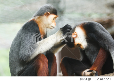 Red-shanked Douc 12387721