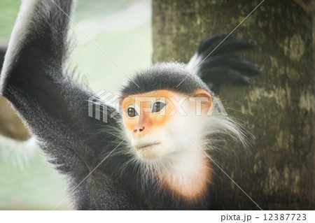 Red-shanked Douc 12387723