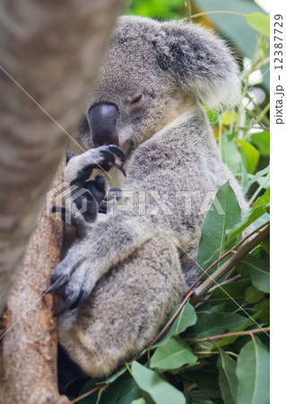 Koala 12387729