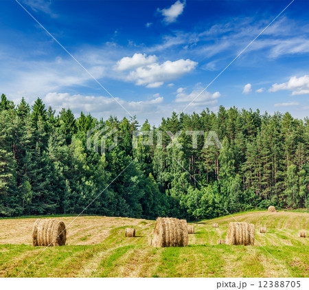 Hay bales on field 12388705